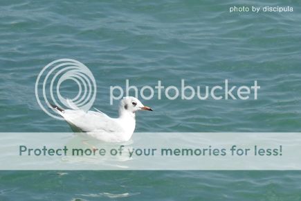 seagull photo bird2_small_zps6254893f.jpg
