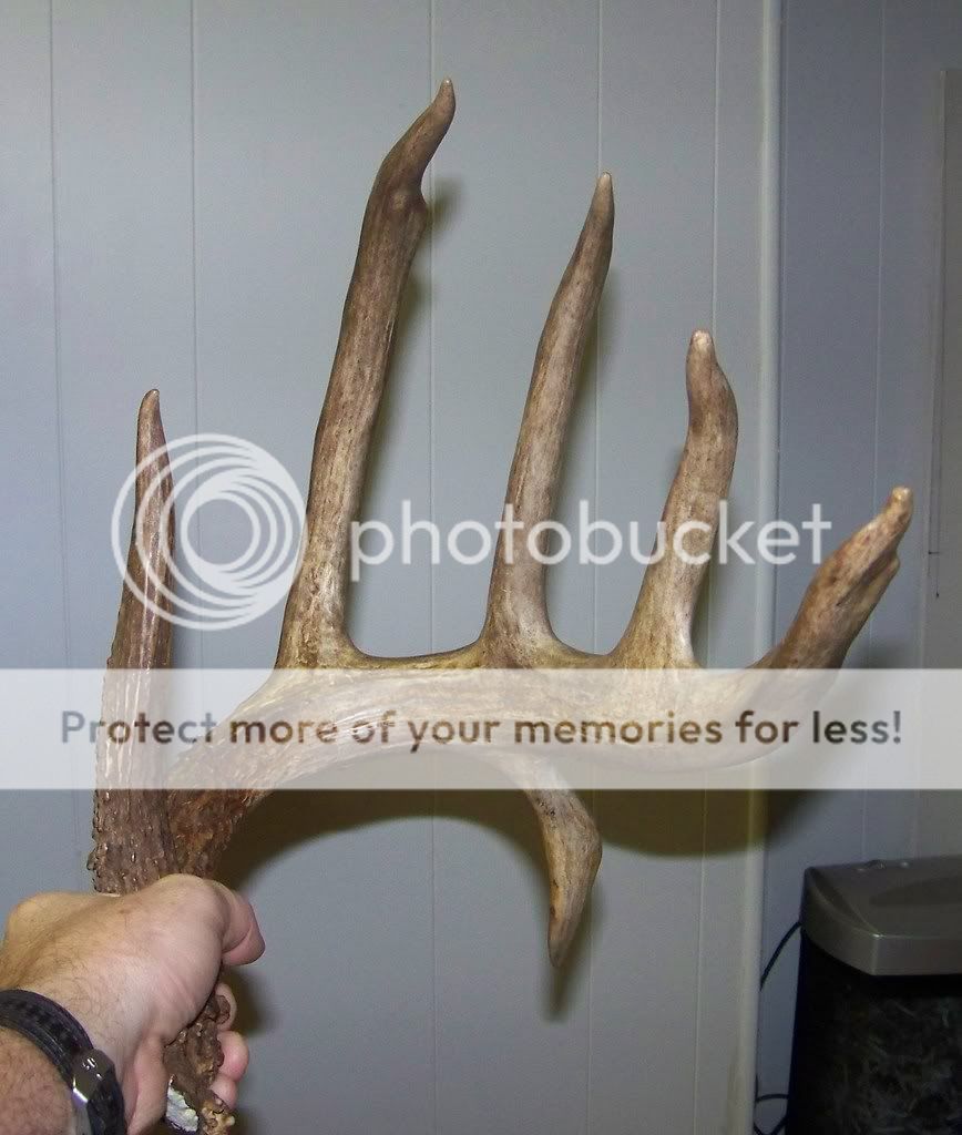 100_0907.jpg?t=1230789245