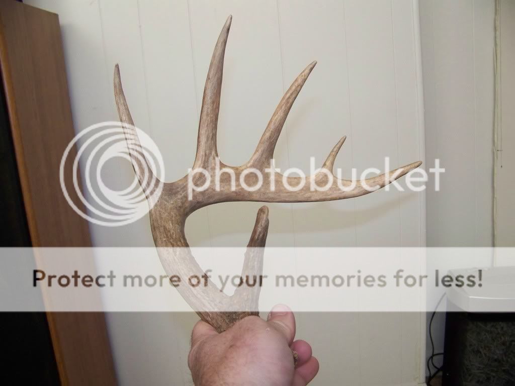 100_0933.jpg?t=1230789906