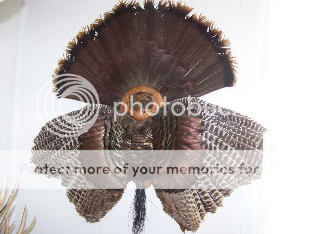 100_1623.jpg?t=1275976401