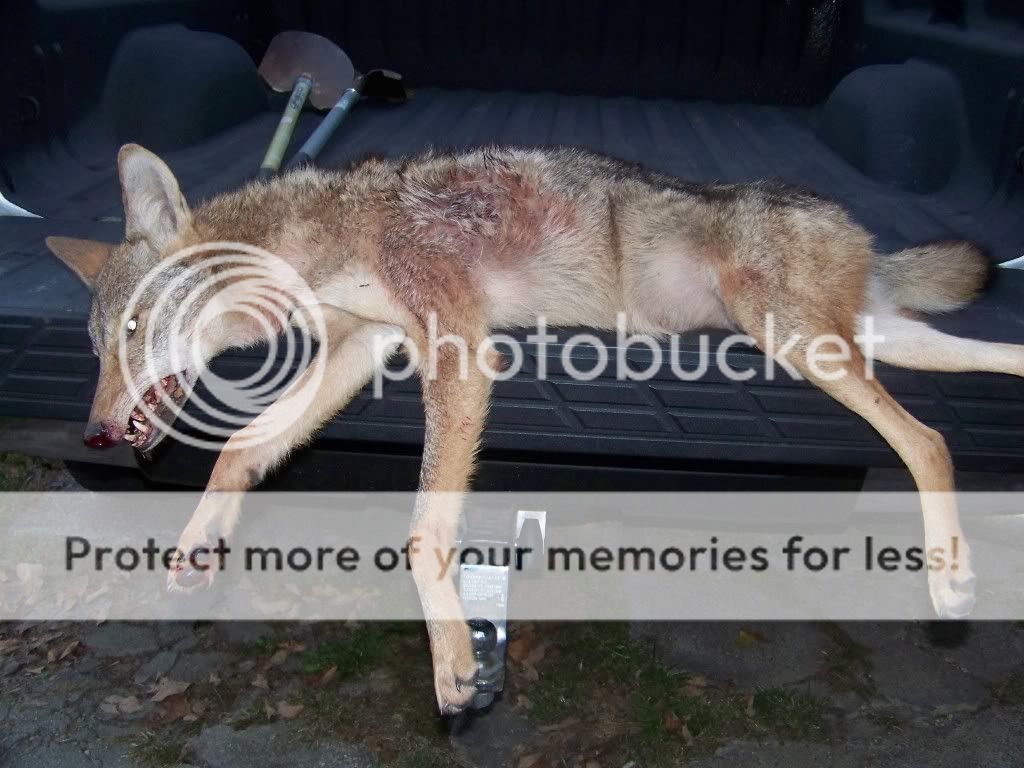 100_3868.jpg?t=1302492319