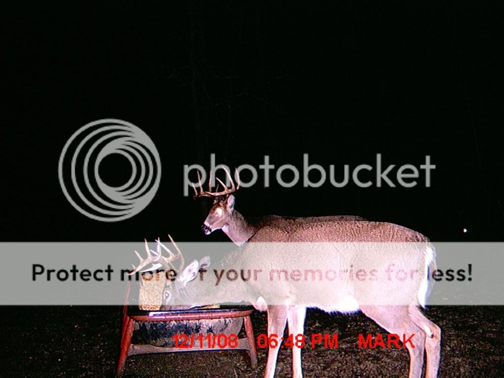 MDGC0007.jpg?t=1229225914