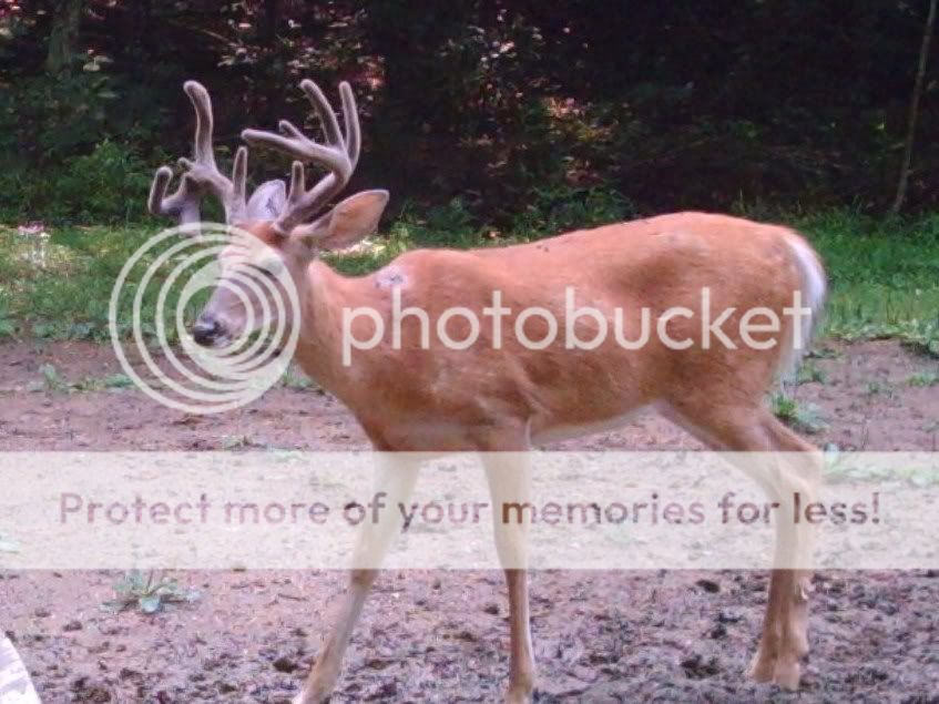 MDGC0650.jpg?t=1248529918