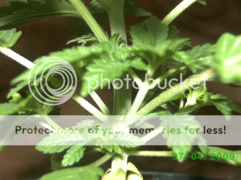 Billede