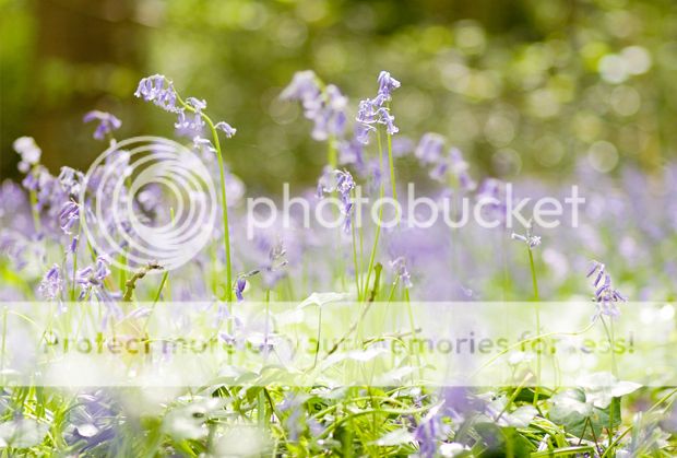 photo fjfdtujdr.jpg