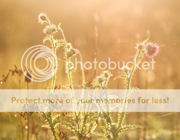 photo yeryerye.jpg