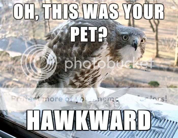 [Image: hawkward.jpg]