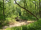 CLIFFCOLLINS-DRYCREEKBED.jpg Cliff Collins - DRY CREEK image by CTP_Graphics
