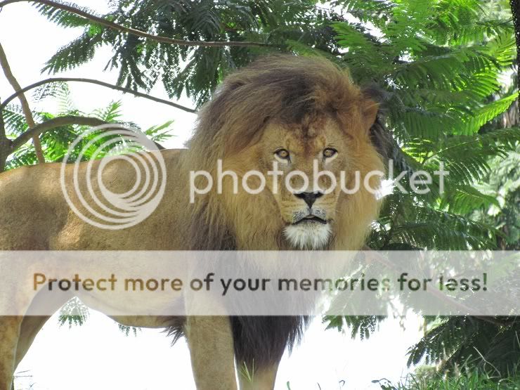 IMAGE: http://i367.photobucket.com/albums/oo120/McLoki/Travel/Disney%202011/lion.jpg