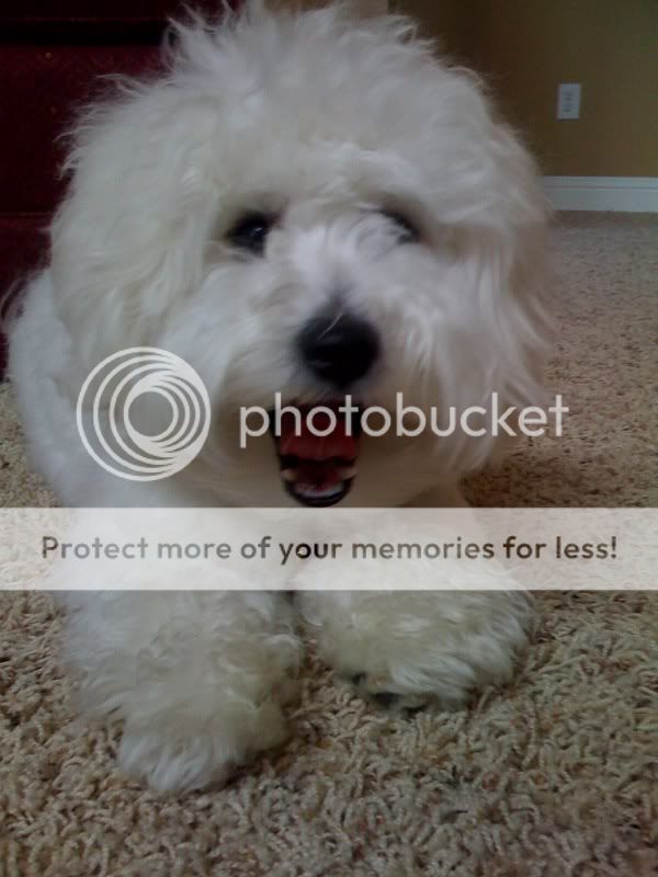pooping in crate my bichon is still pooping in his crate every and doesn t seem to care ahhh pooping in crate my bichon is still pooping in his crate every and doesn t seem to care ahhh